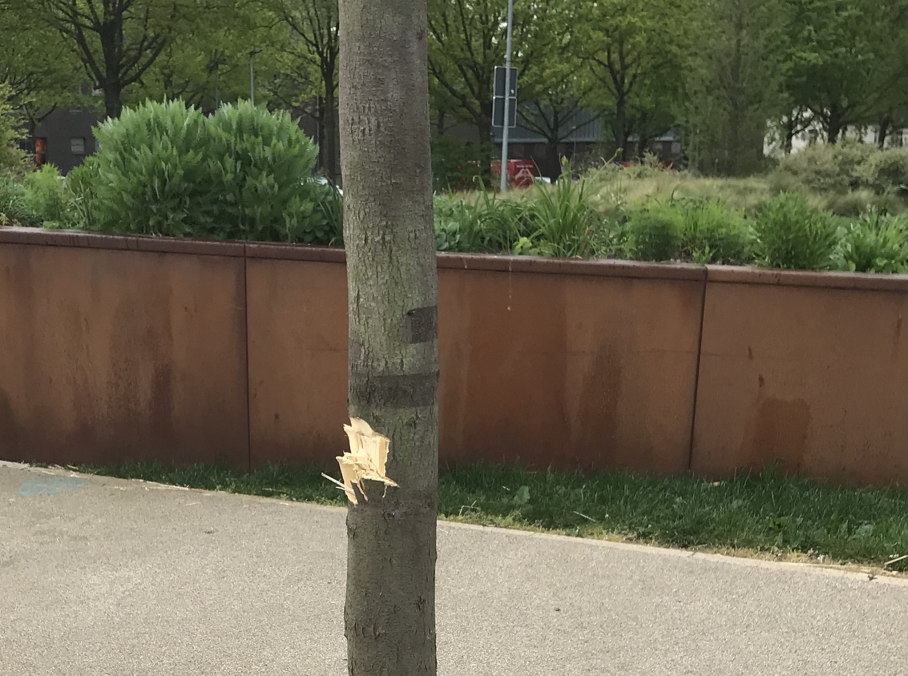 Geschädigter Baum in Dülken (Foto: Stadt Viersen)