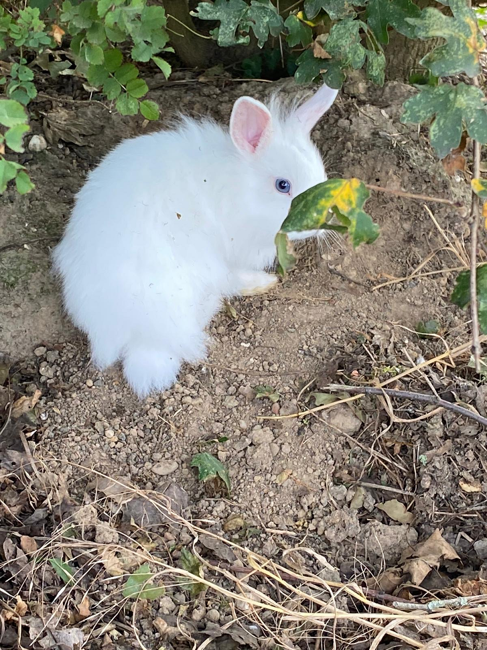 Eines der Kaninchen, die in der Nähe des Radweges entdeckt wurden (Foto: Stadt Viersen)