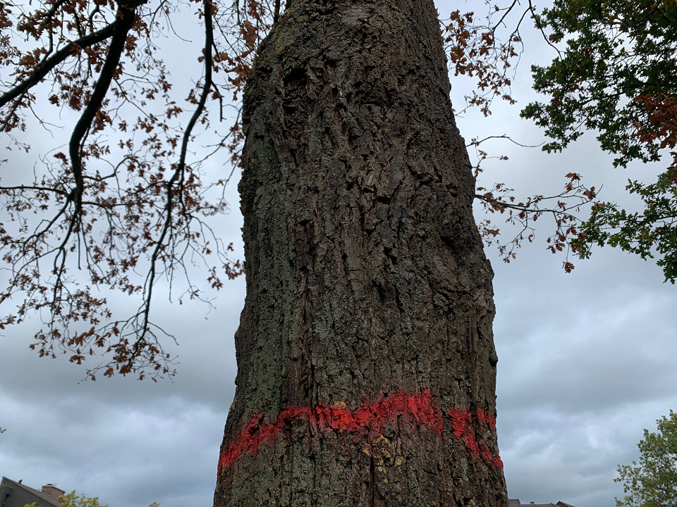 Abgestorbene Bäume müssen aus Sicherheitsgründen gefällt werden (Foto: Stadt Viersen)