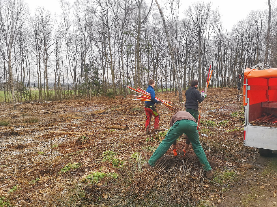 Mitarbeitende der Städtischen Betriebe pflanzten zahlreiche Bäume (Foto: Stadt Viersen)
