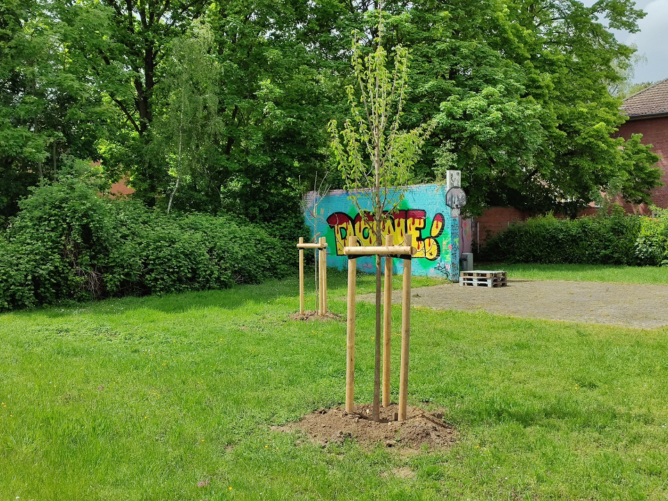 Die frisch gepflanzten Bäume an der Homebase 42 (Foto: Stadt Viersen) - Das Bild zeigt einen Blick auf eine Wiese mit zwei Jungbäumen in Halterungen. Im Hintergrund sind weitere Bäume und Sträucher zu erkennen sowie ein mit Graffiti verziertes Stück Wand