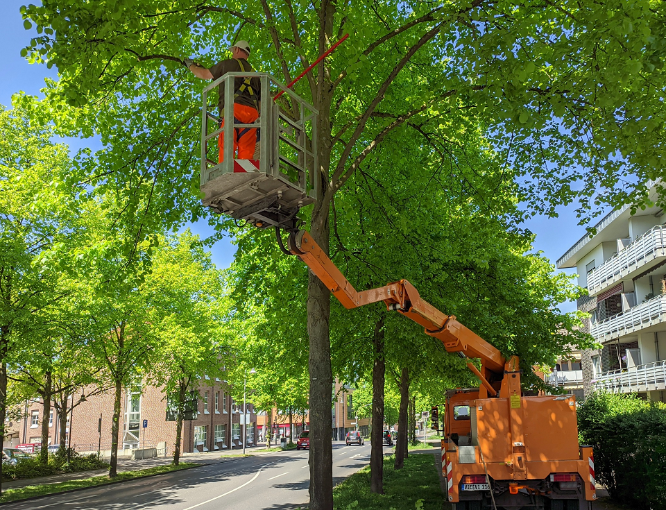 Der Einsatz der Hubarbeitsbühne führt zu Beeinträchtigungen auf dem Fuß- und Radweg entlang des Willy-Brandt-Rings (Foto: Stadt Viersen)
