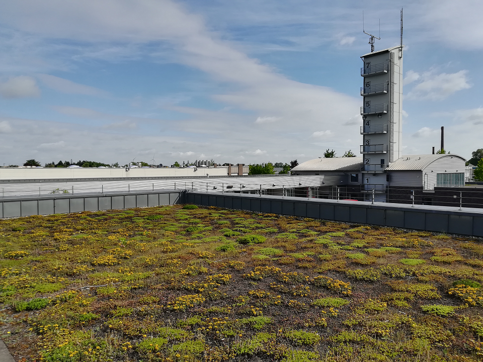 Die Dachbegrünung der Hauptfeuer- und Rettungswache der Stadt Viersen an der Gerberstraße ist Beitrag zur klimafreundlichen und nachhaltigen Gestaltung von Gebäuden (Foto: Stadt Viersen)