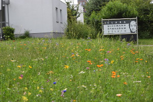 Wildblumenwiese vor dem Clara-Schumann-Gymnasium