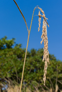 Reispflanze © Santiago Engelhardt