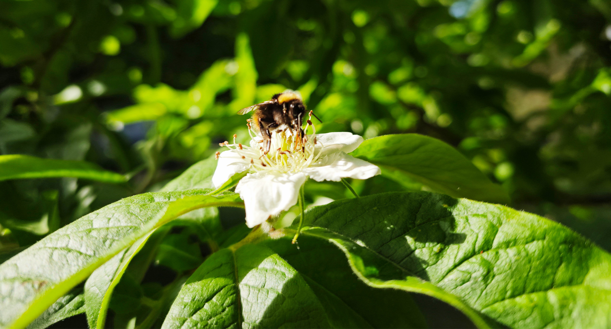 Mispel mit Biene 