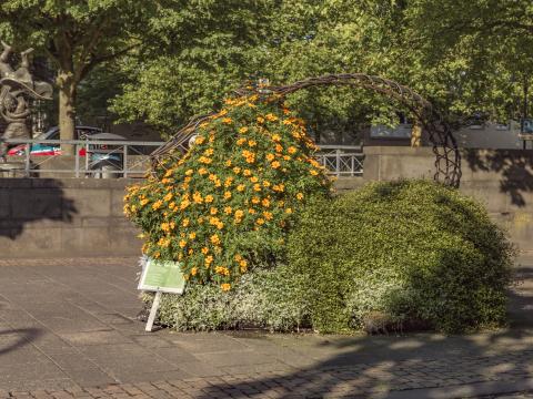 Viersen blüht - Mittweidaer Löwe