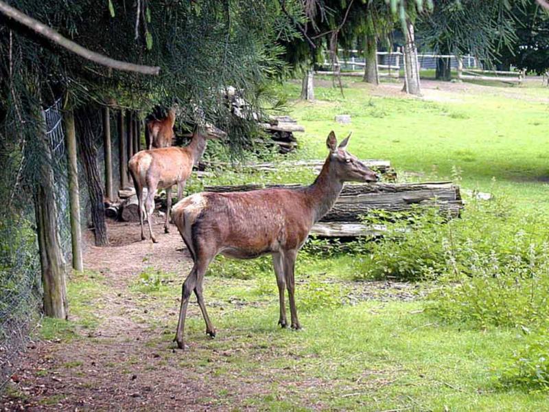 Bild zeigt ein Dammwild