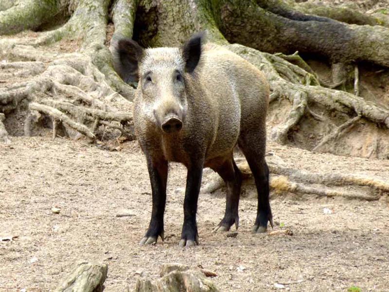 Bild von einem Wildschwein